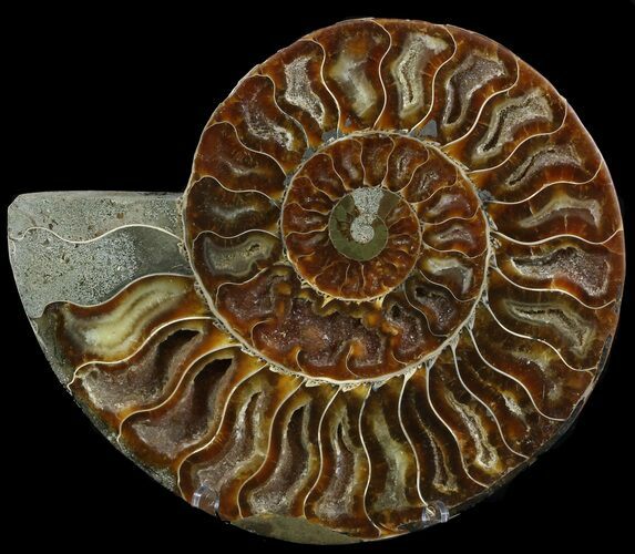 Cut Ammonite Fossil (Half) - Agatized #47701